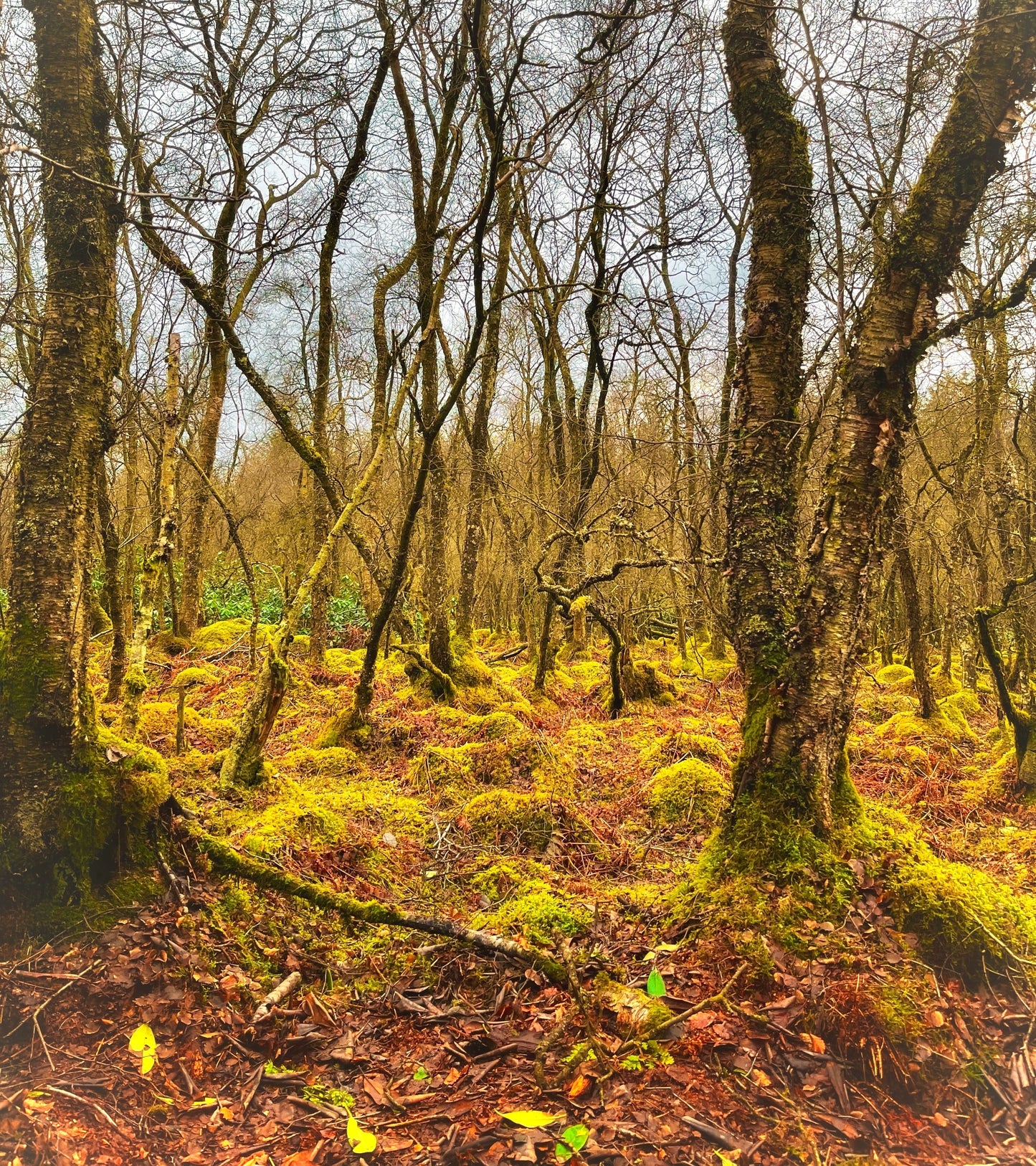 Woodland Canopy